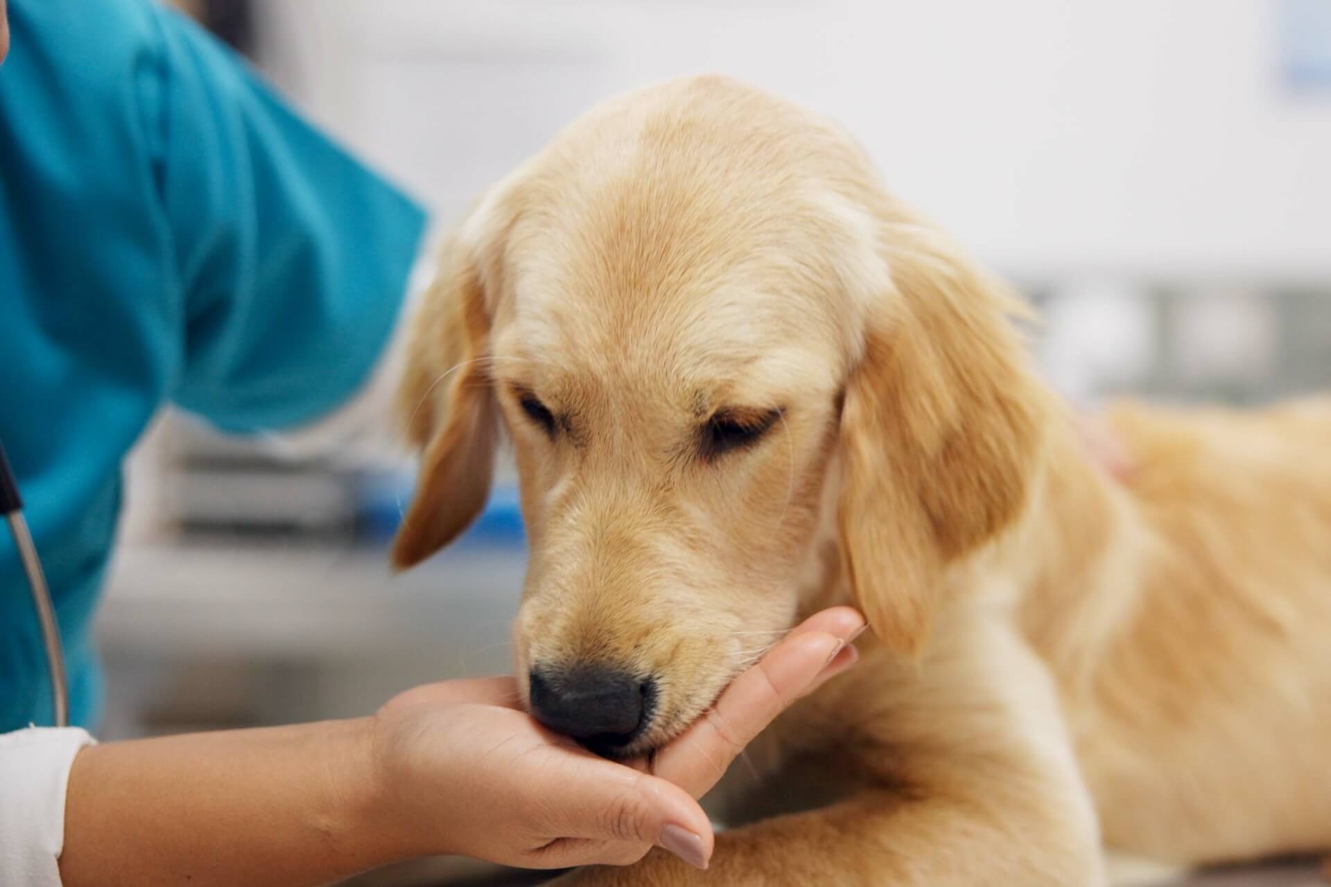 Cute dog taking snacks out of the vets hand
