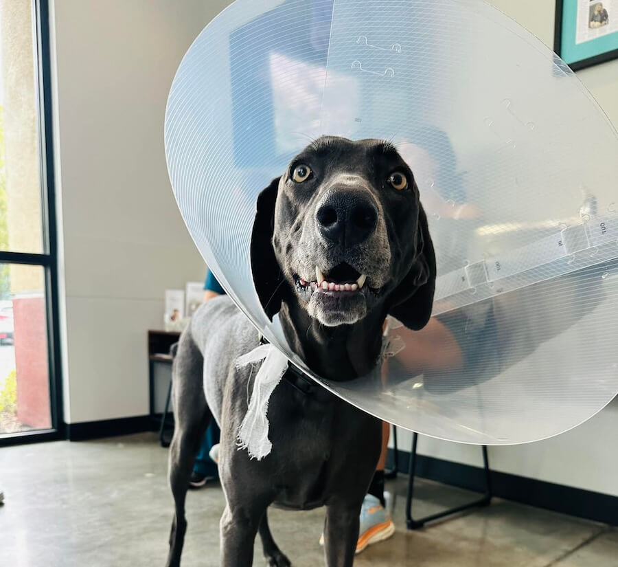 Dog with cone of shame