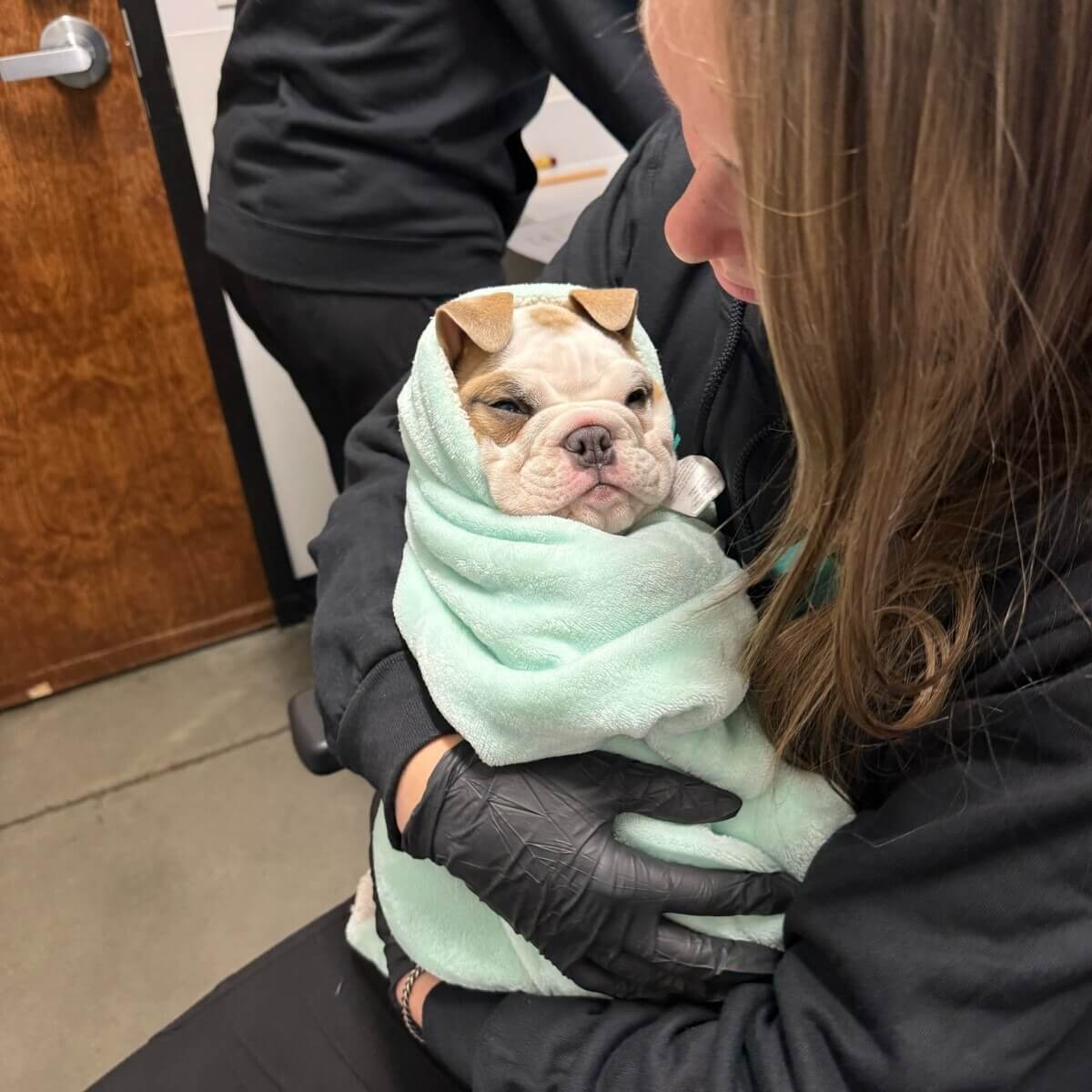 Cute bull dog with the vet tech / assistant 