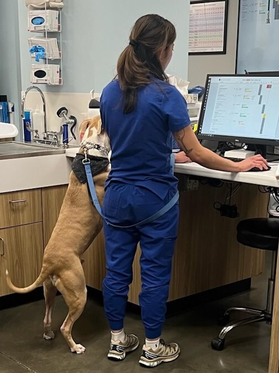 Dog with vet tech at computer 