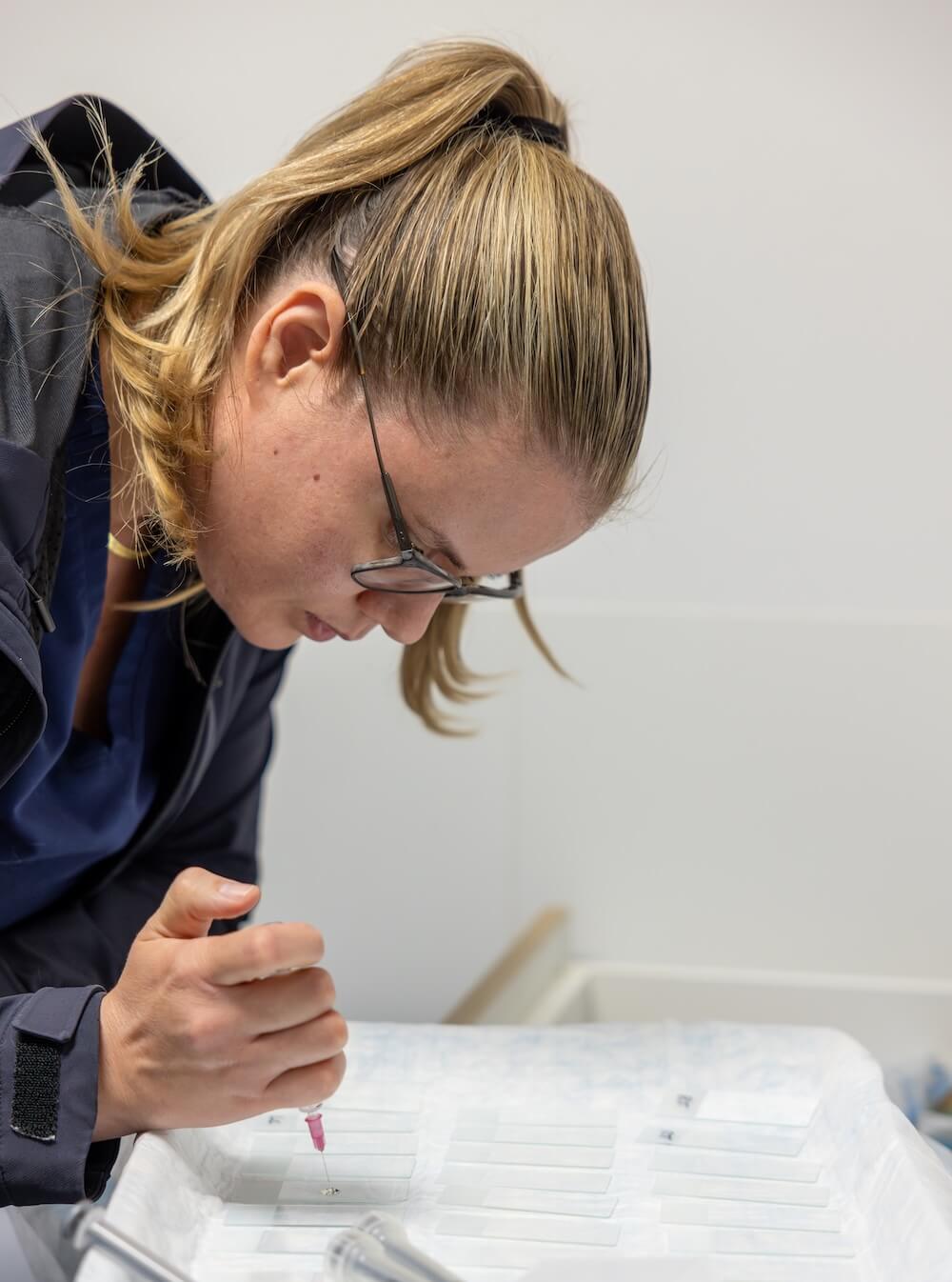Vet tech/ vet doing blood samples for testing