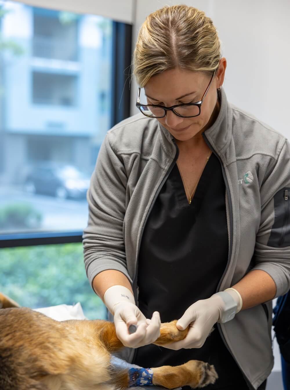 Vet taking samples from a dog