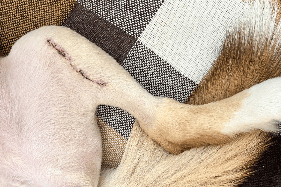 Dog recovering from cruciate ligament surgery with healing incision on leg