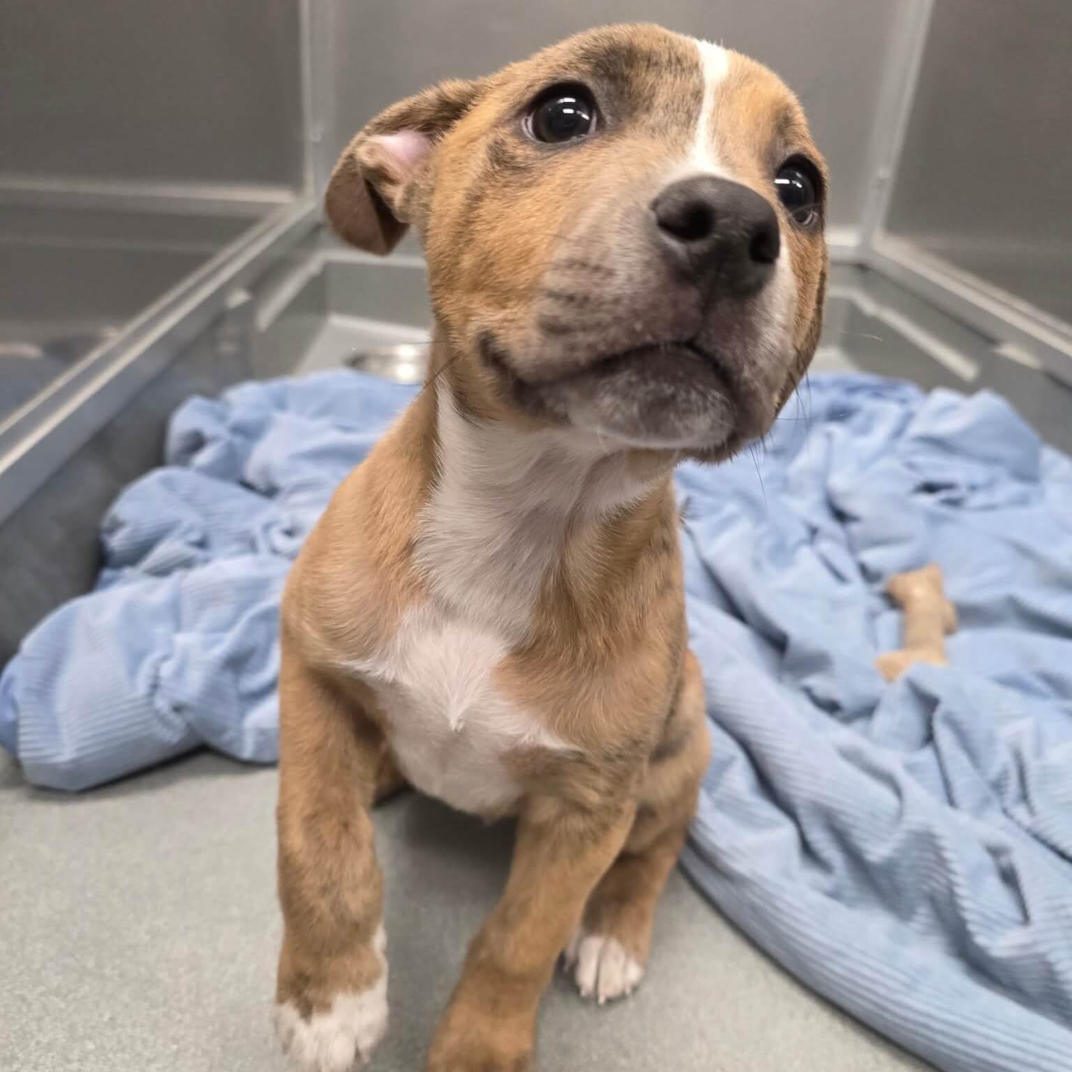 cute puppy looking sadly at the camera man