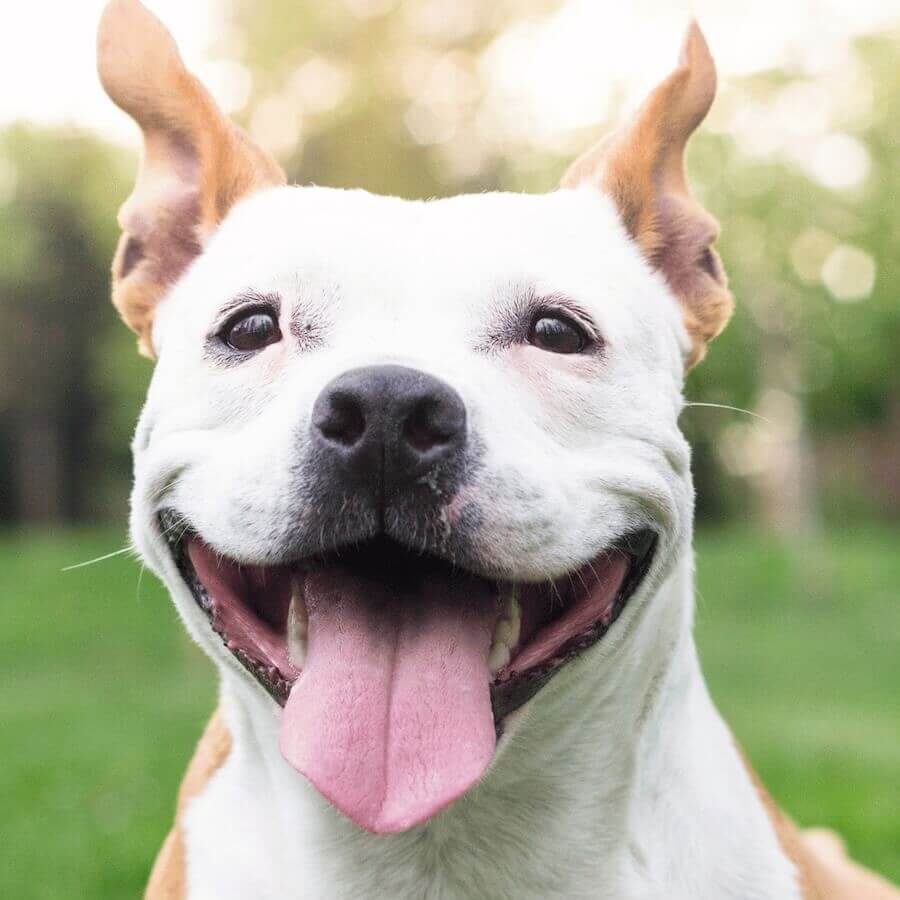 Pitbull