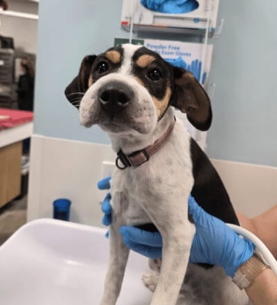 Patient at the vet getting a check up
