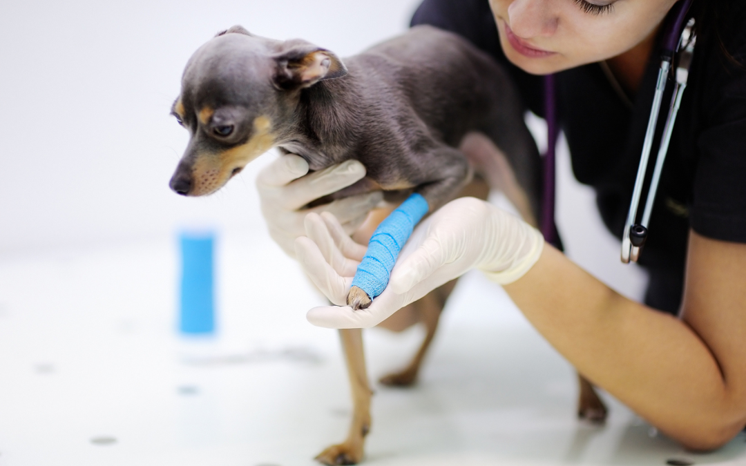 Veterinarian examining a small dog with a bandaged leg during a specialty veterinary visit