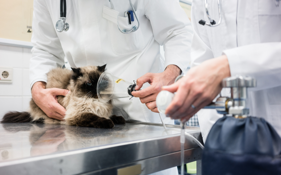 Pet receiving oxygen therapy in a veterinary hospital oxygen chamber