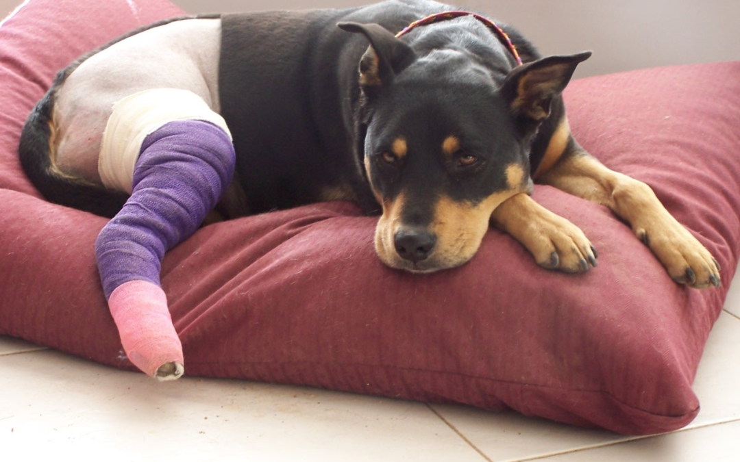 Dog recovering from surgery resting with bandaged leg
