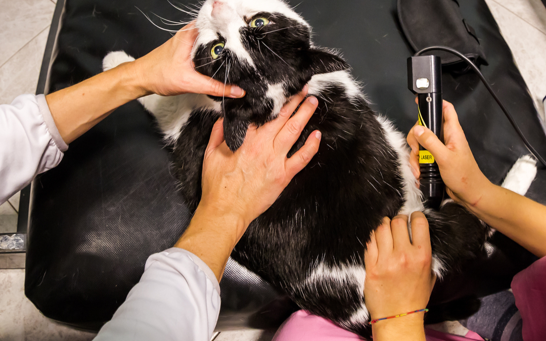 Veterinarian performing cold laser therapy treatment on cat in Petaluma CA