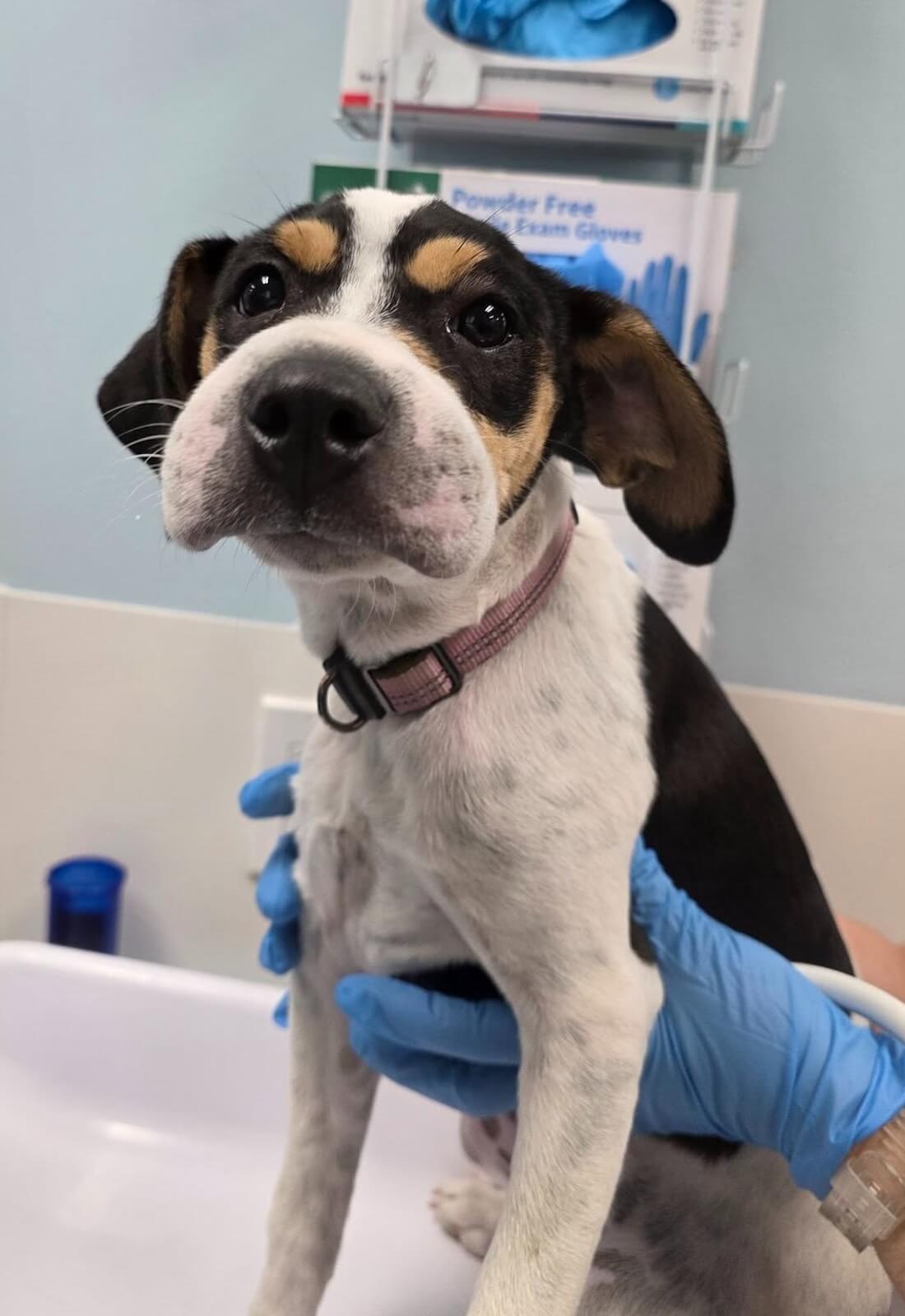 dog sitting in truvet vet clinic