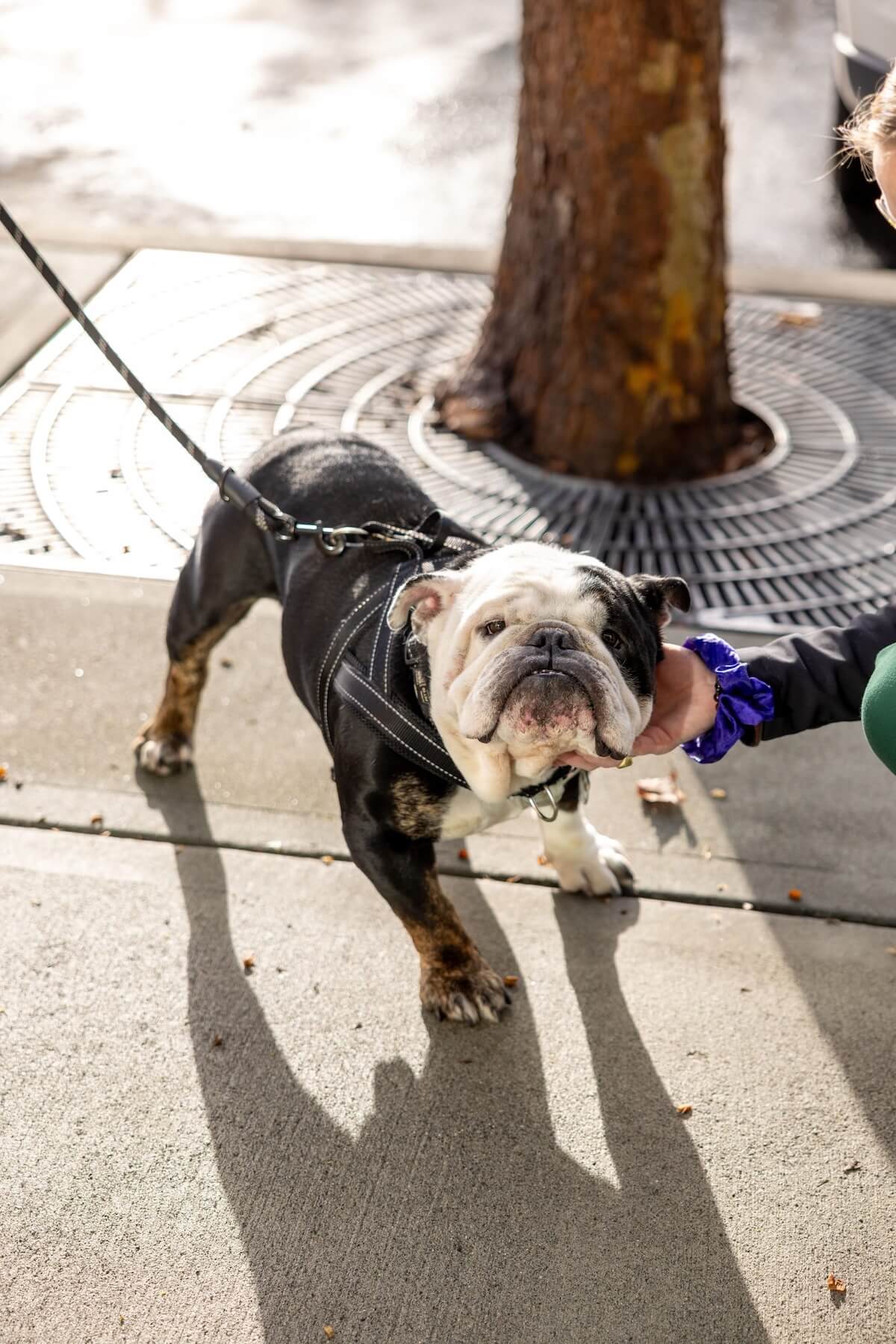 Bulldog taking a walk