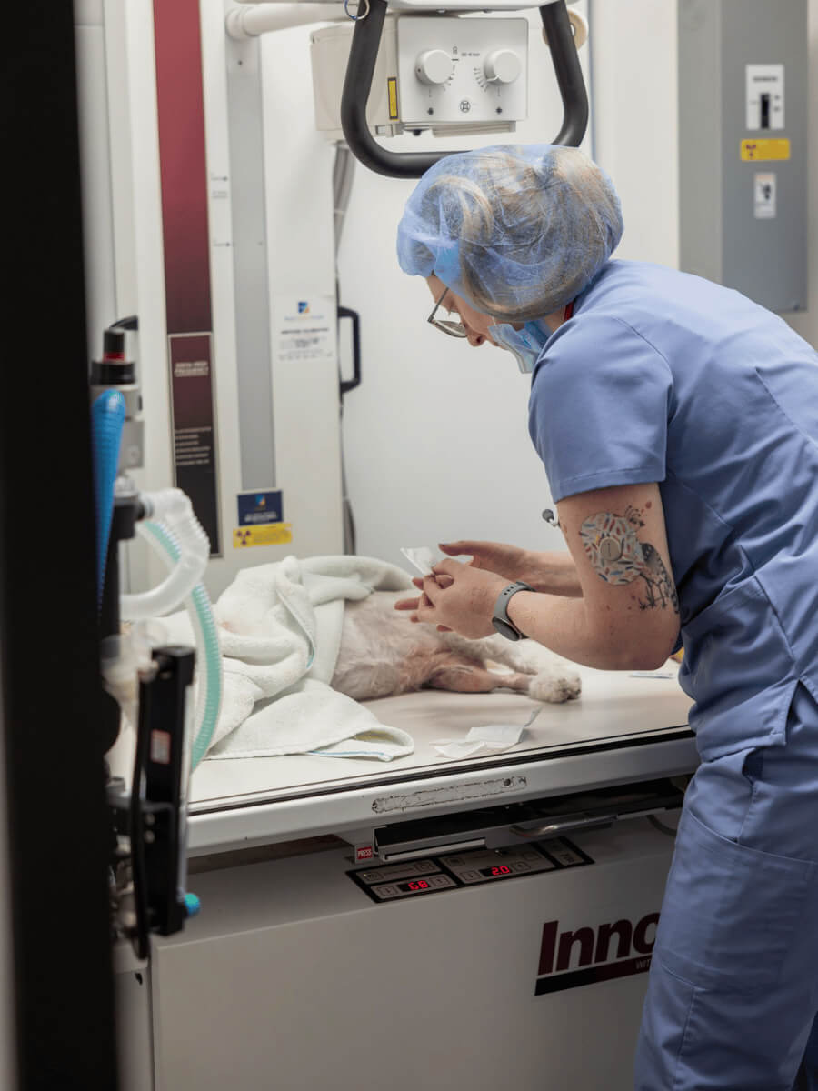 Vet working on a patient in the emergency room