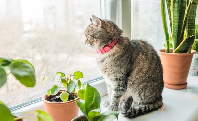 Cat looking out the window