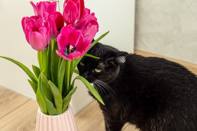 cat sitting by flowers