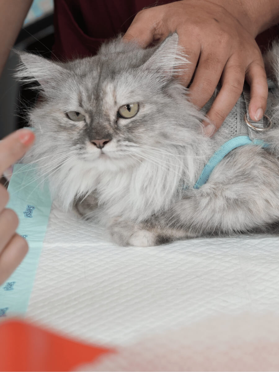 Grey cat looking unimpressed