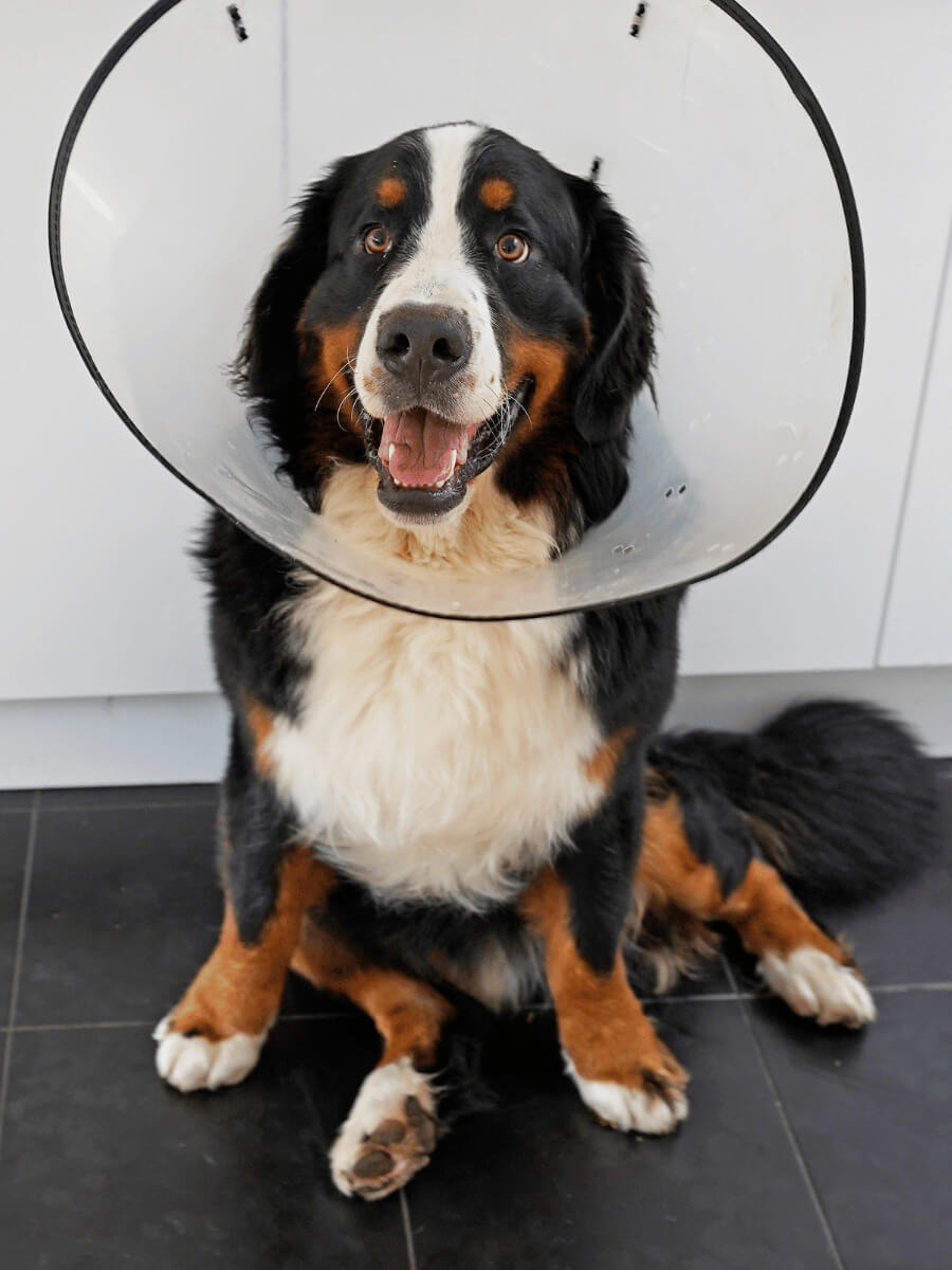 Dog in cone of shame
