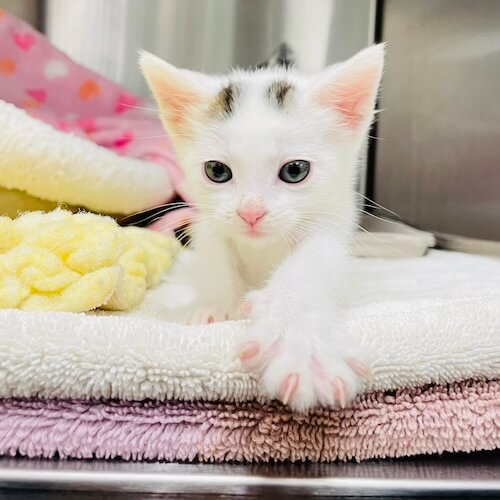cute white kitten at the vet