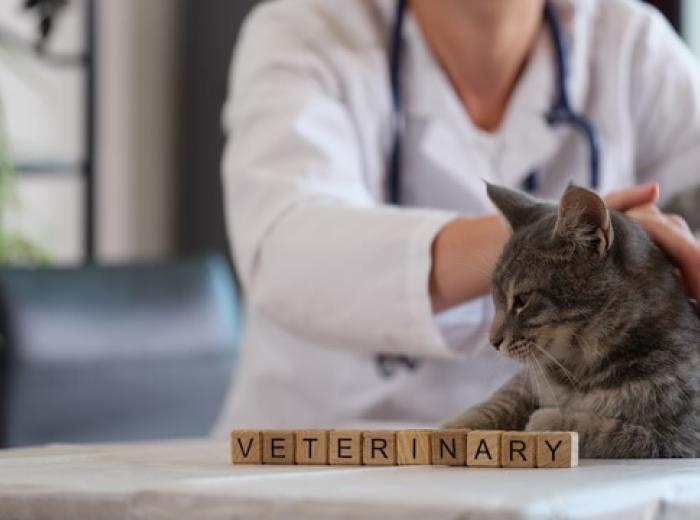 Why Choose a Board-Certified Internal Medicine Specialist?