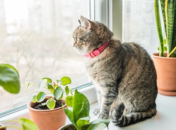 Toxicities in Pets: When to Worry