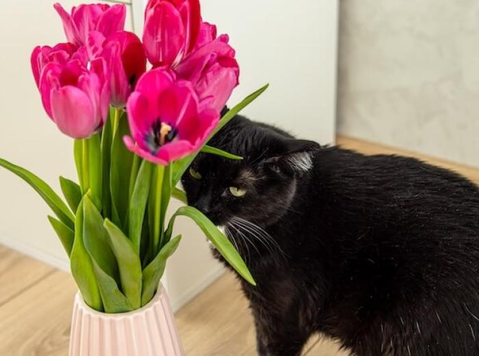 Spring Hazards for Pets: What to Watch Out For