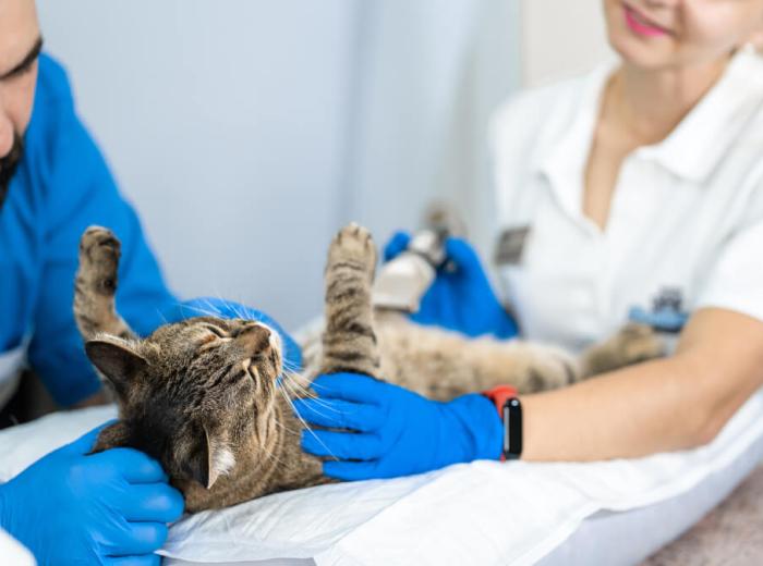Internal Medicine — A Closer Look 