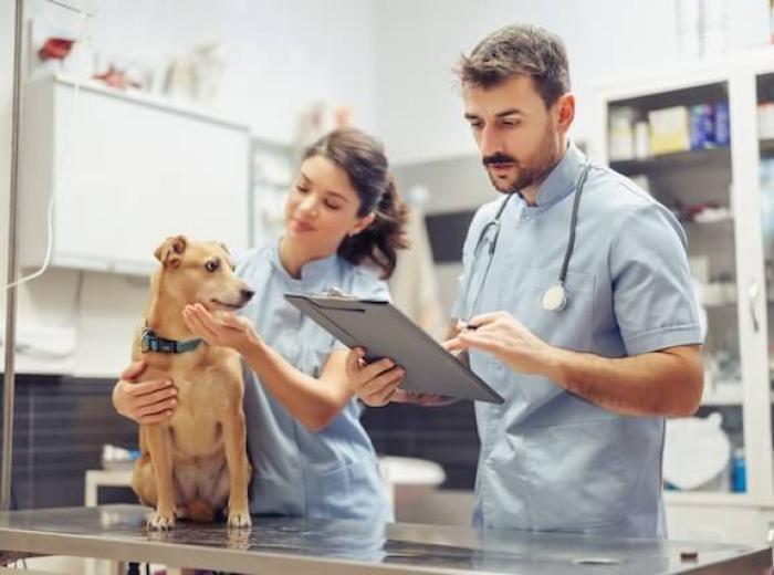 Understanding Feline Immunodeficiency Virus (FIV)