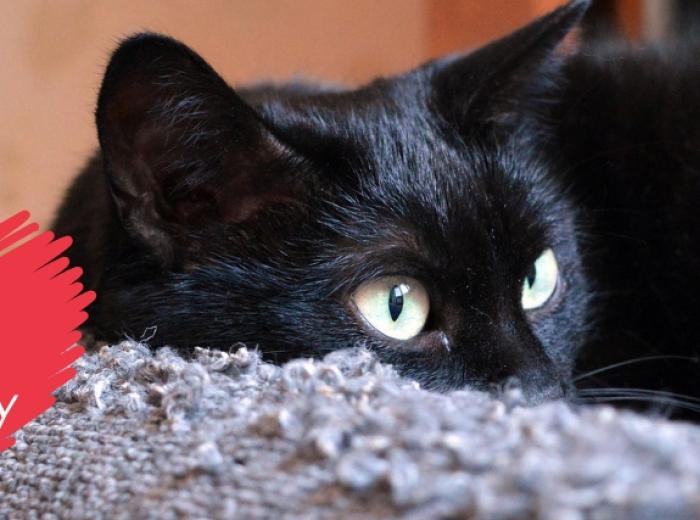 What Cat Lovers Want to Know About Cat Cardiology