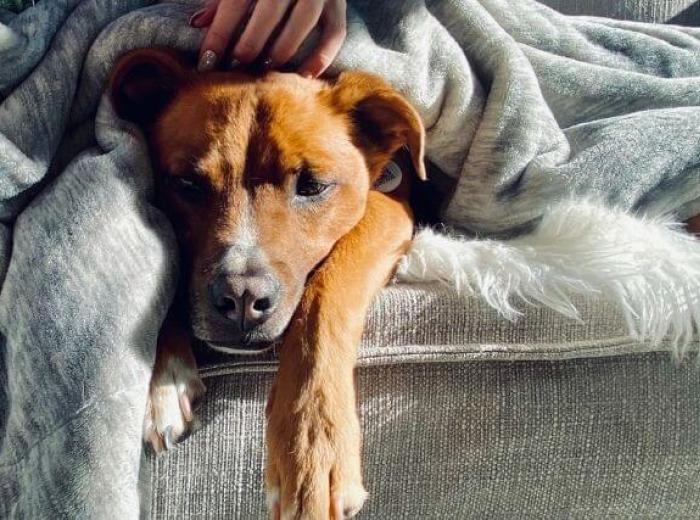 12 Symptoms That Could Indicate Your Dog Has Cancer