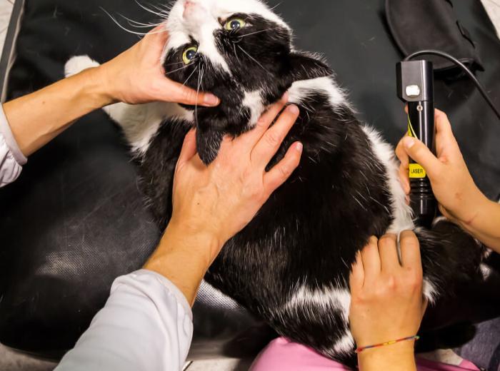 Cold Laser Therapy for Dogs and Cats