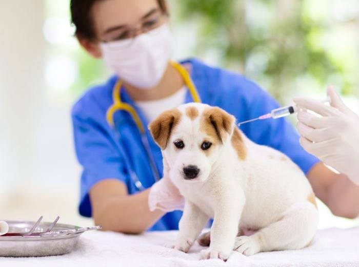 Distemper: Understanding the Symptoms, Progression, and Treatment
