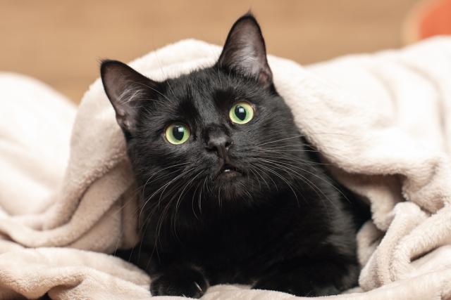 Cat Cardiology