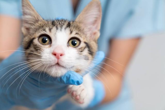 Cat Anesthesia