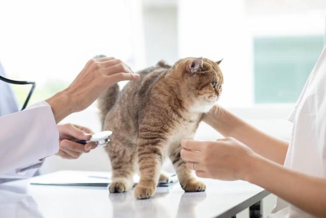 Cat Cancer