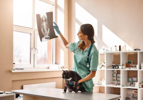 Cat Diagnostic Imaging