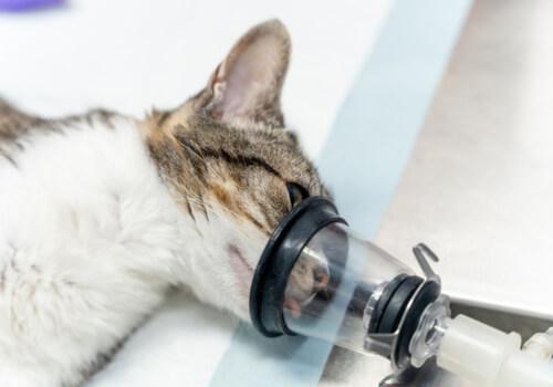 Cat Endoscopy