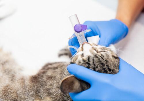 Cat Laparoscopic Surgery