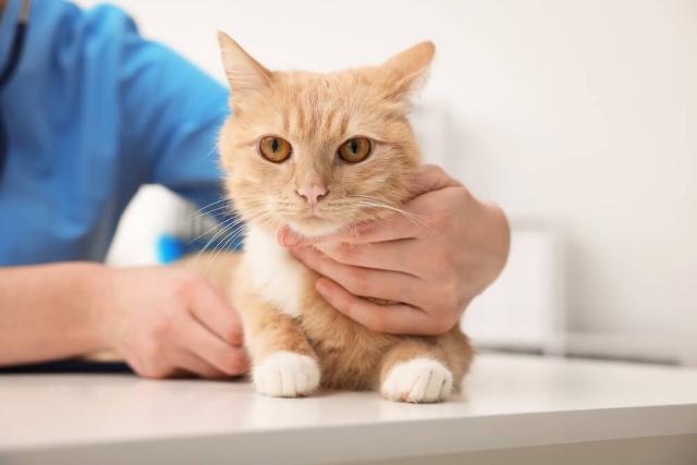 Veterinary Services For Cats