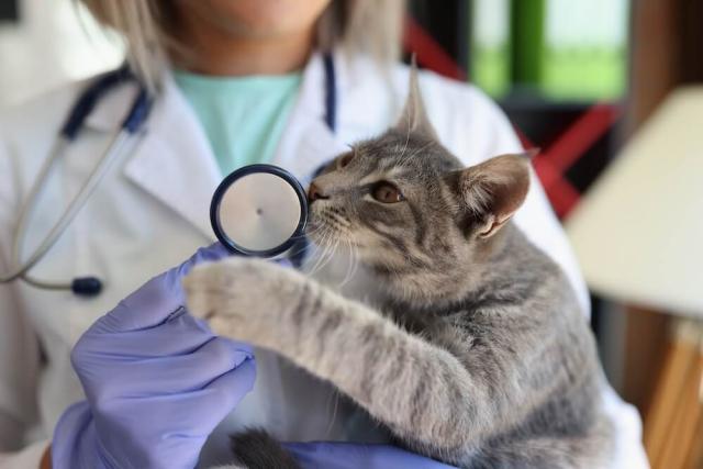 Cat Preventive Care