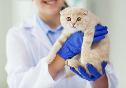 Cat Wellness Exams