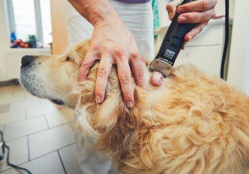 Dog Cancer