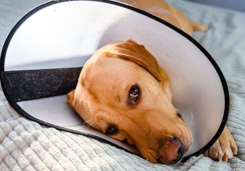 Dog Emergency Care