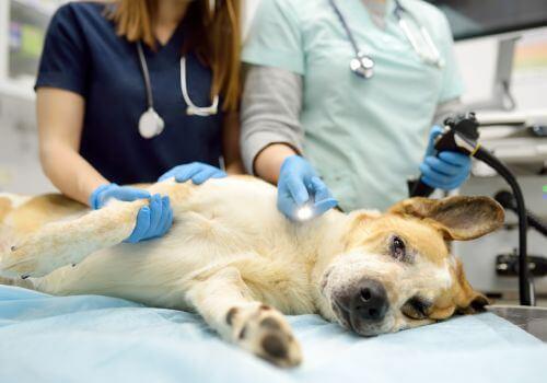 Dog Endoscopy