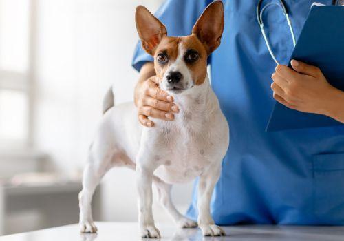Dog Preventive Care