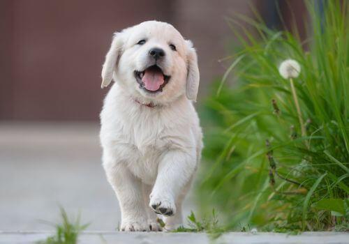Puppy Care
