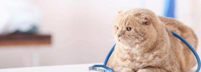 Wellness Care for Dogs and Cats