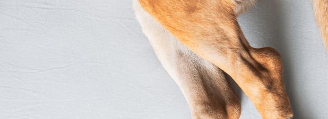 TPLO Surgery