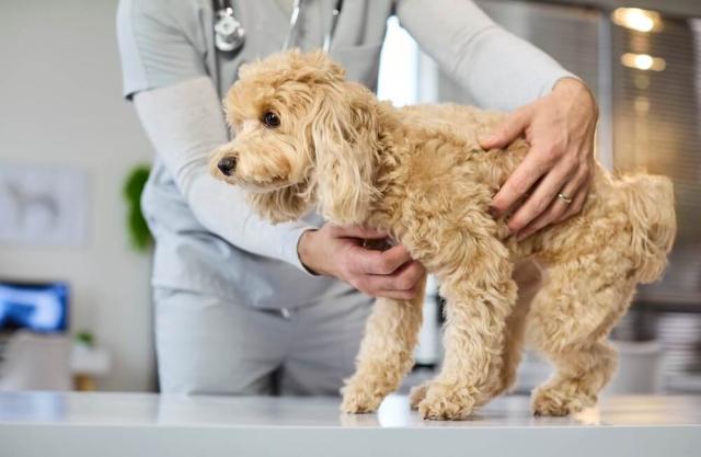 Veterinary Services For Dogs